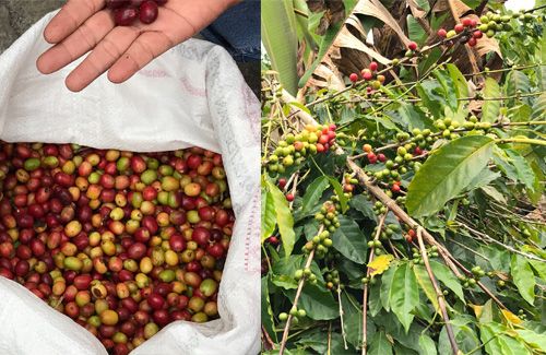 Negeri di atas awan dan sinyal Telkomsel