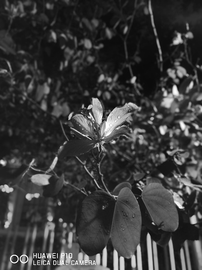 Menjelajah malam dengan Huawei P10